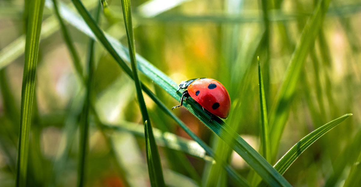 ladybug (featured image)