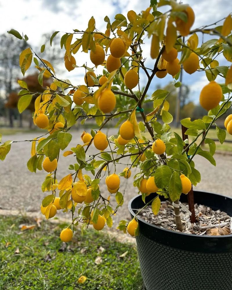 Meyer Lemon