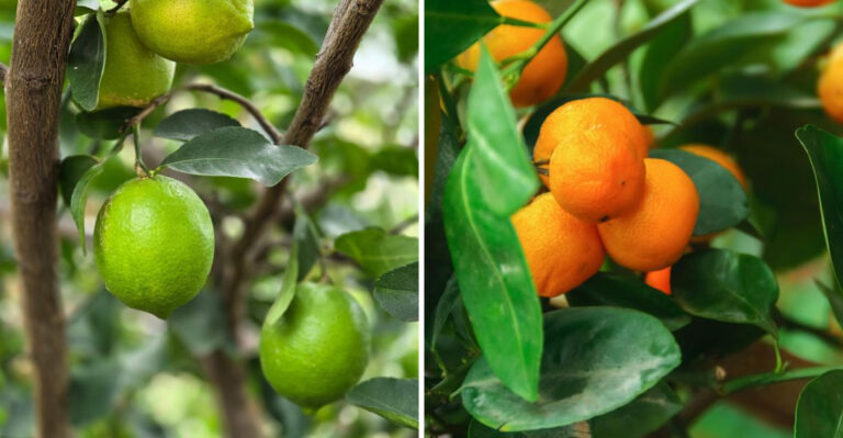 Persian Lime and Calamondin Orange