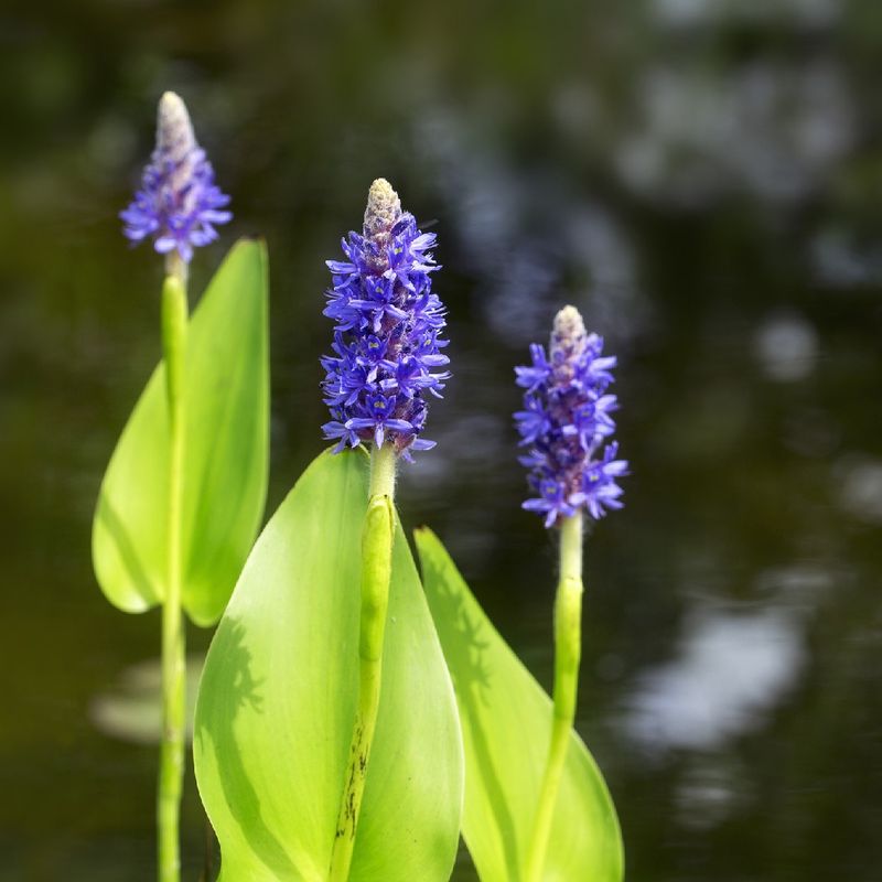 Pickerelweed Thrives Even With Wet Feet