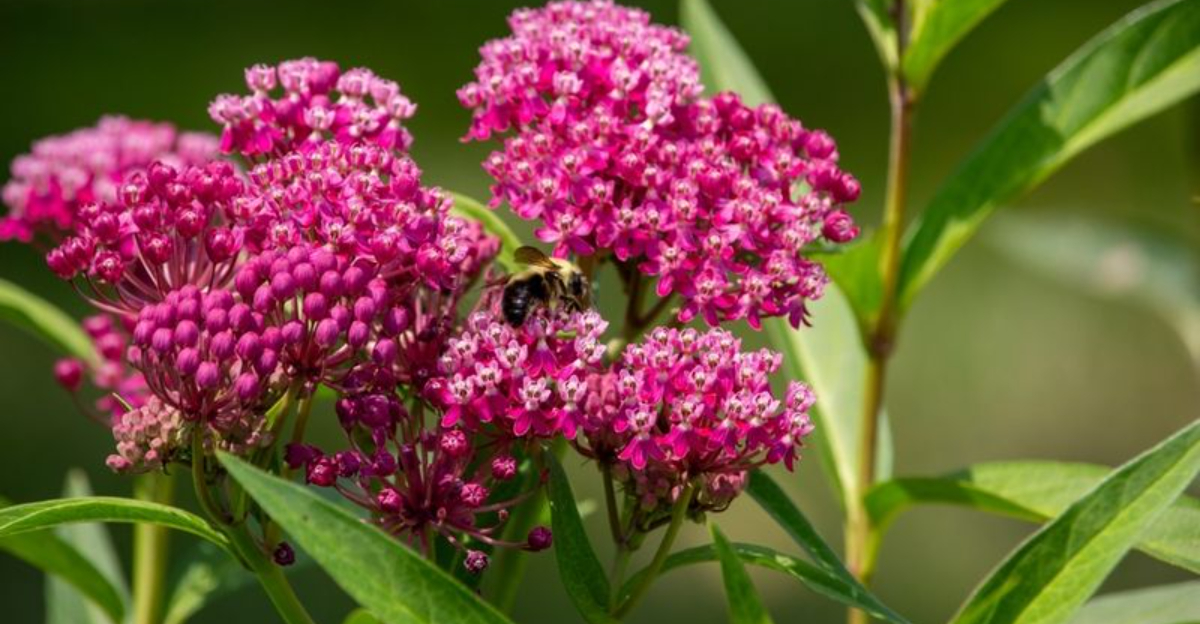 swamp milkweed