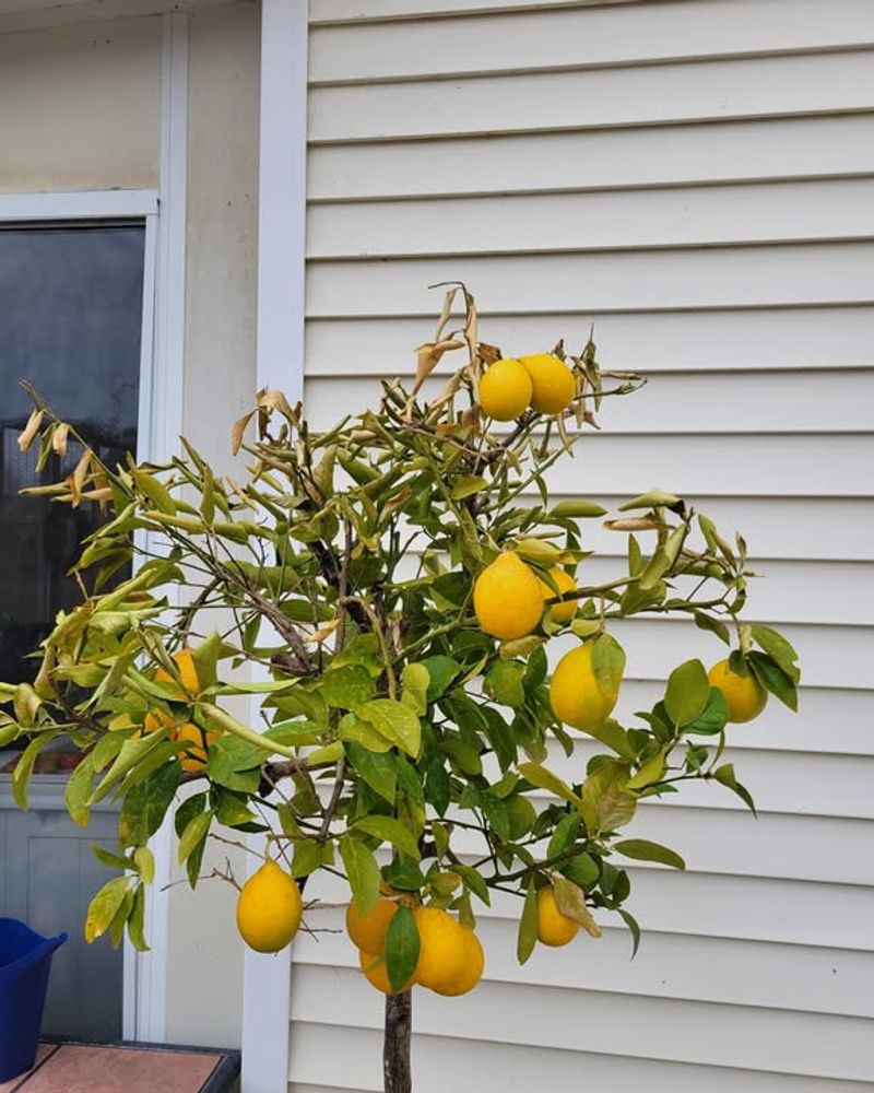 Dwarf Meyer Lemon
