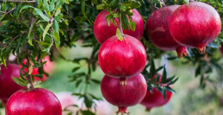 pomegranate tree