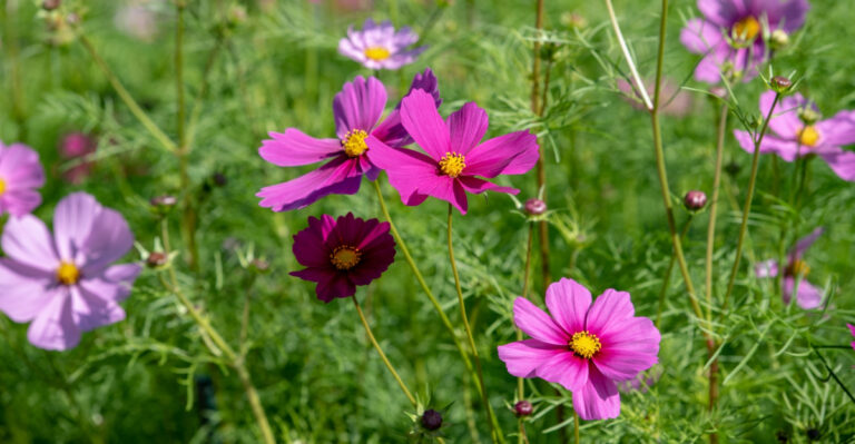 cosmos (featured image)