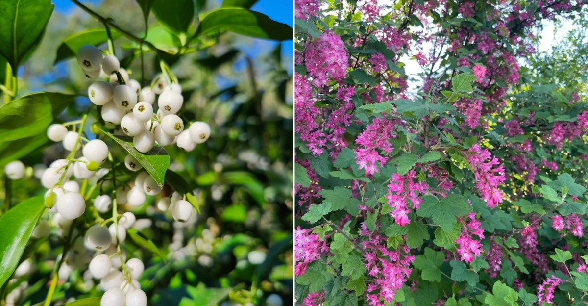 native plants oregon