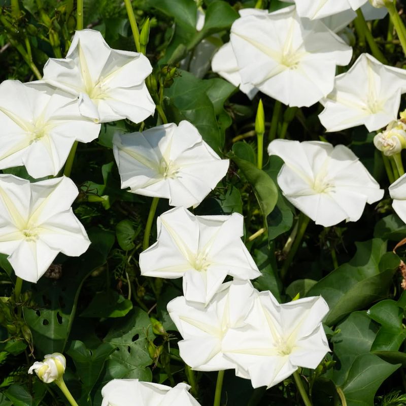 Moonflower (Ipomoea Alba)