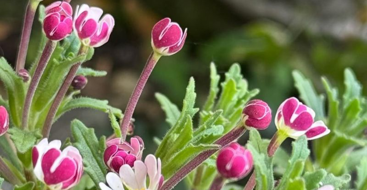 night-blooming flowers
