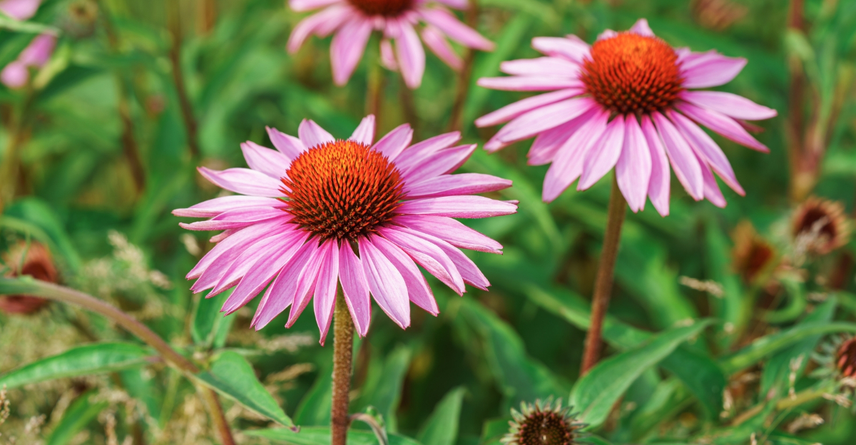 coneflowers (featured image)