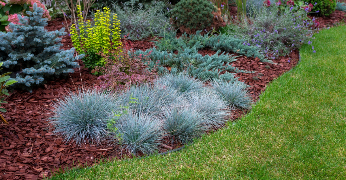 plants (featured image)