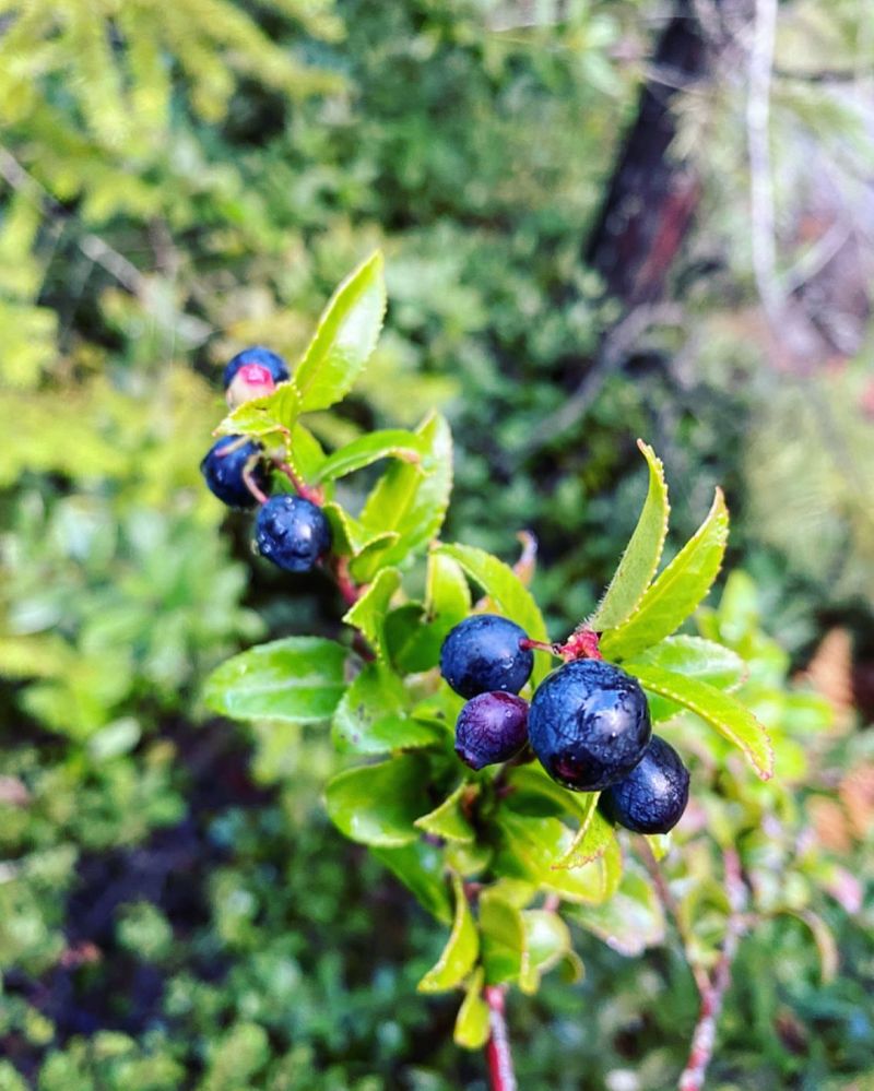 Evergreen Huckleberry