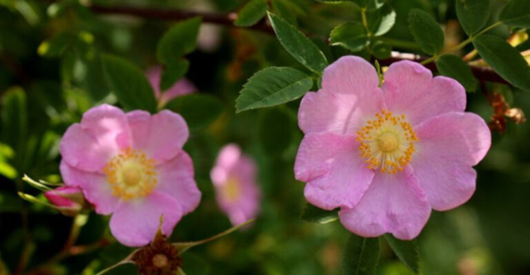 nootka rose