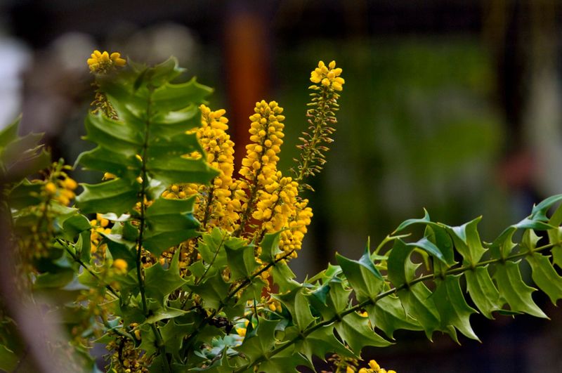 Add Native Berry Bushes