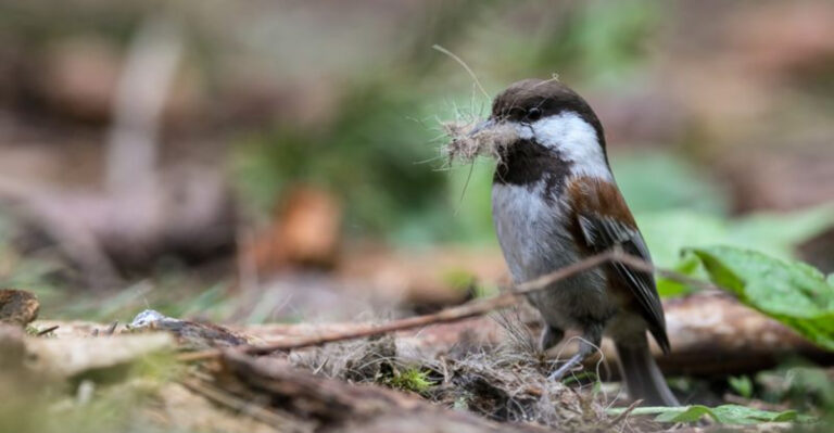 nesting materials for birds