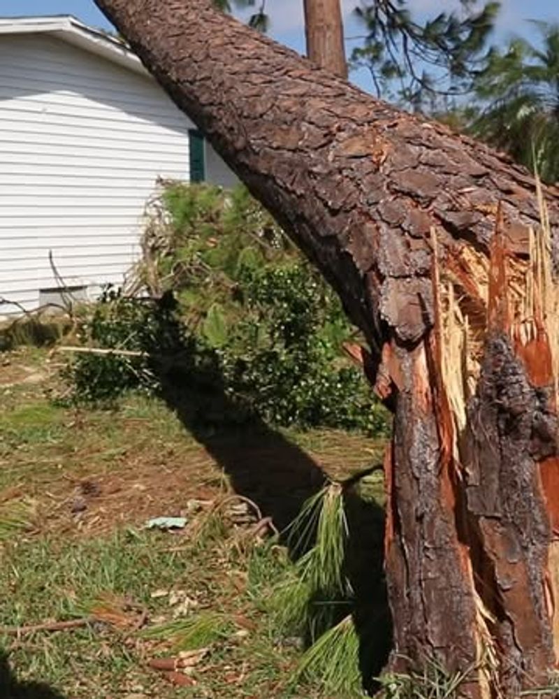Old Trees Classified As Safety Hazards