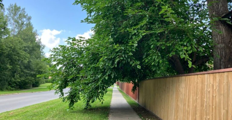tree blocking pathway