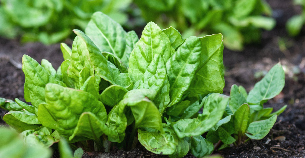 vegetables (featured image)