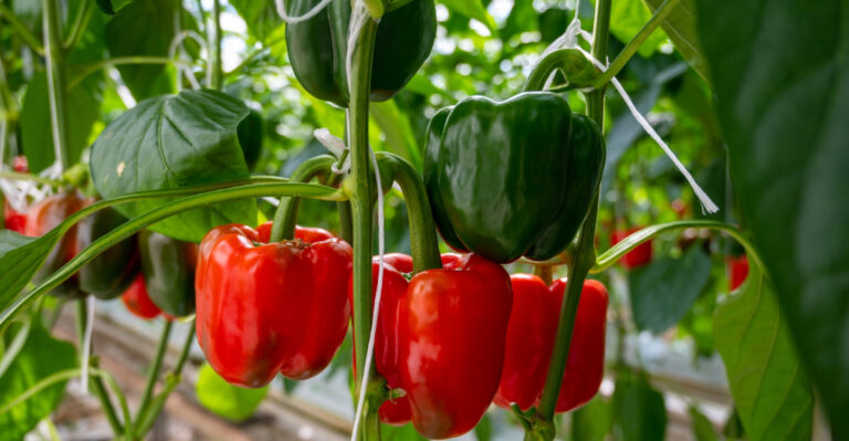 pepper plant (featured image)