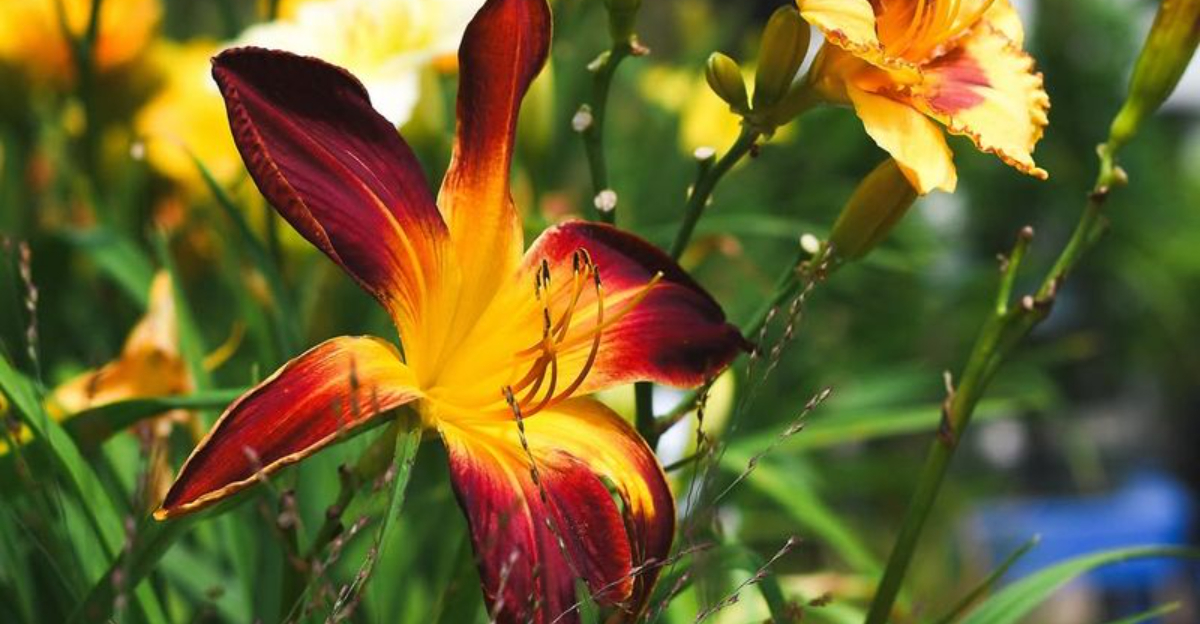 These 11 Classic Garden Plants Are Making A Comeback In Massachusetts