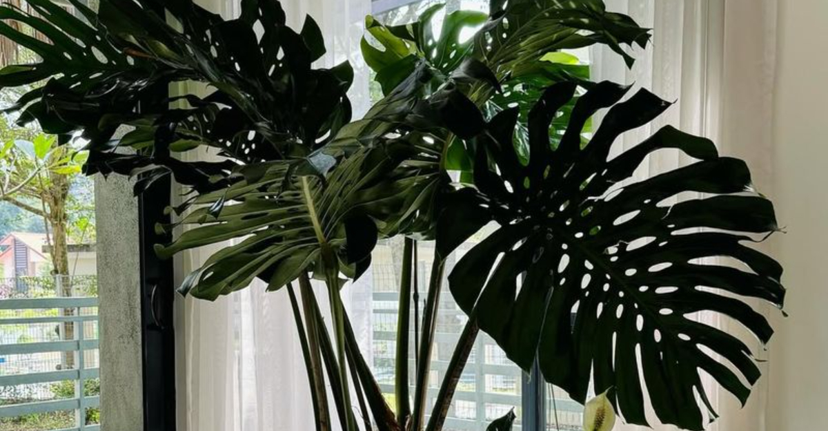 monstera deliciosa