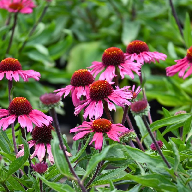 Coneflowers (Echinacea)