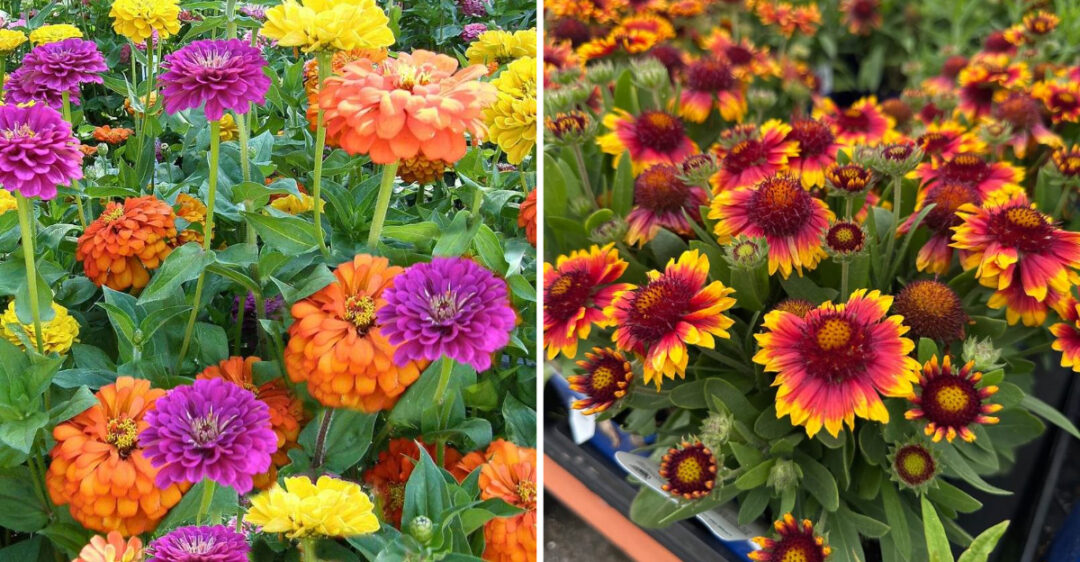 These 11 Heat-Tough Annuals Can Bloom For Months In Florida