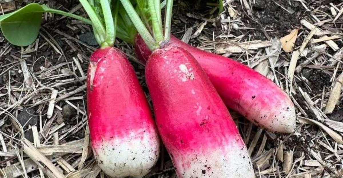 fresh radish