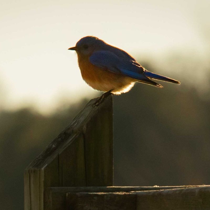 Eastern Bluebird