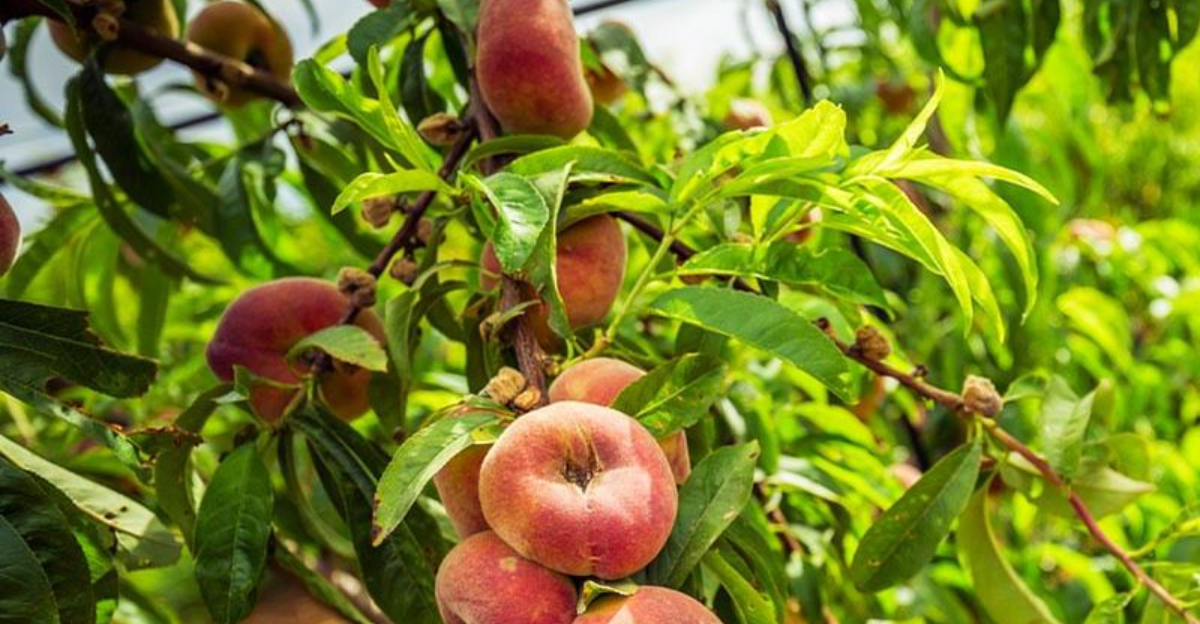 These 13 Plants Are Worth Pruning In January In Arkansas