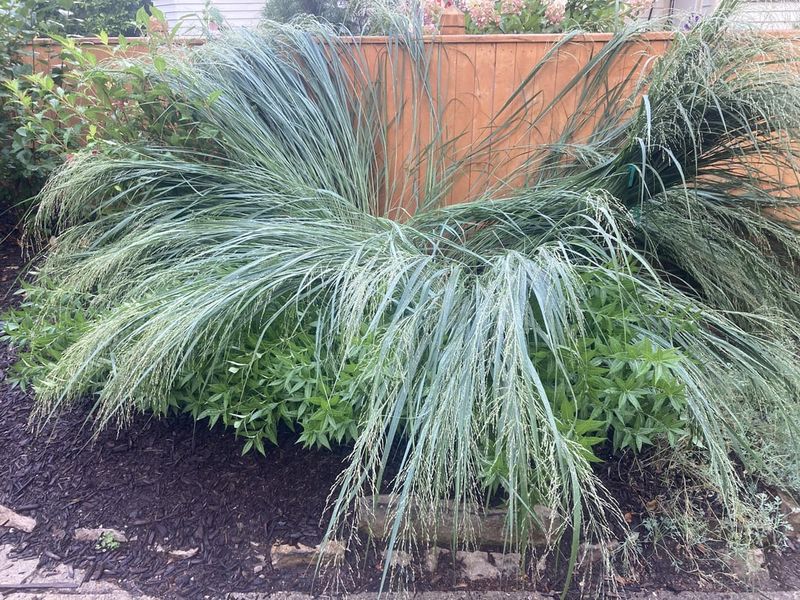 Ornamental Grasses That Flop And Sprawl