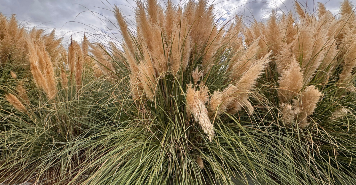 pampas grass