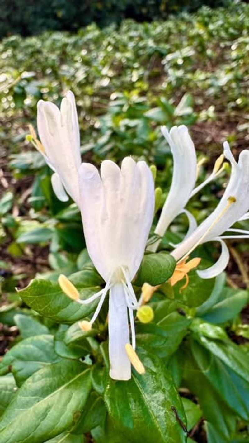 Japanese Honeysuckle (Lonicera Japonica)