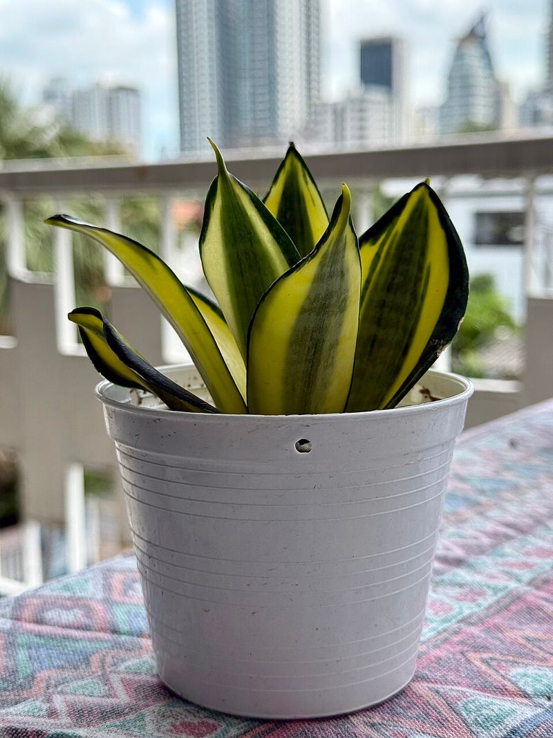 Snake Plant