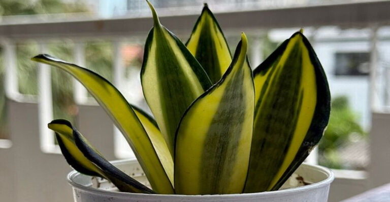 snake plant