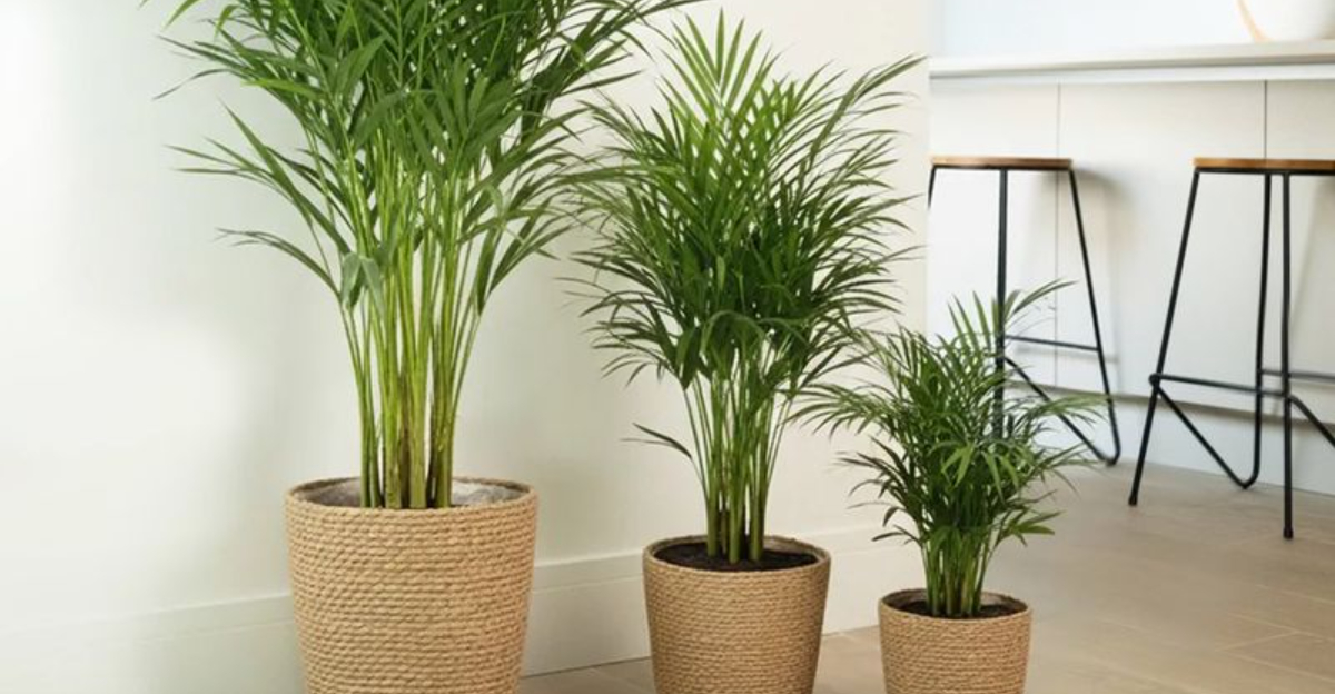 These 15 Pet-Safe Houseplants Are Popular Right Now In Texas Homes