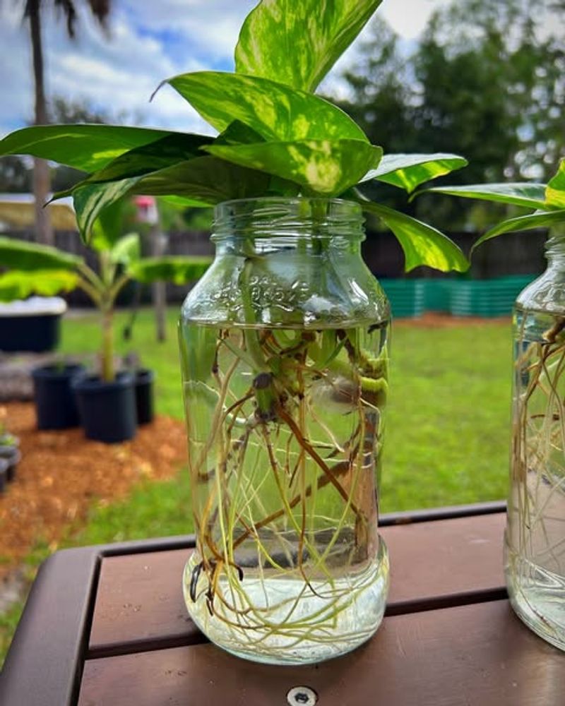 Pothos (Epipremnum aureum)
