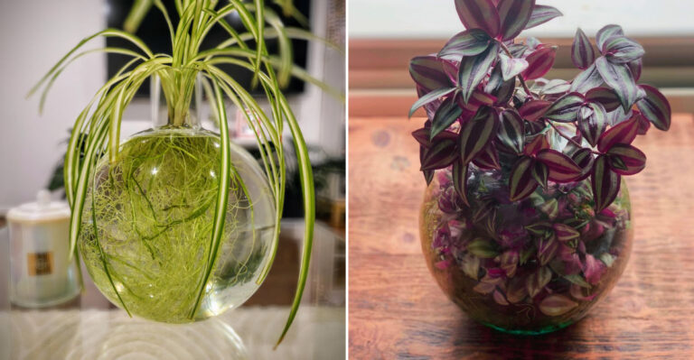 plants in jar