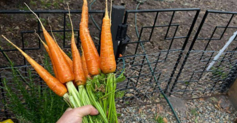 carrots