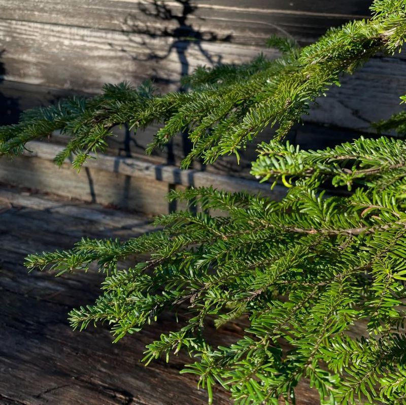 Subalpine Fir (Abies Lasiocarpa)