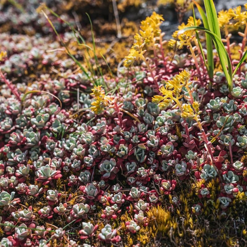 Broadleaf Stonecrop (Sedum spathulifolium)