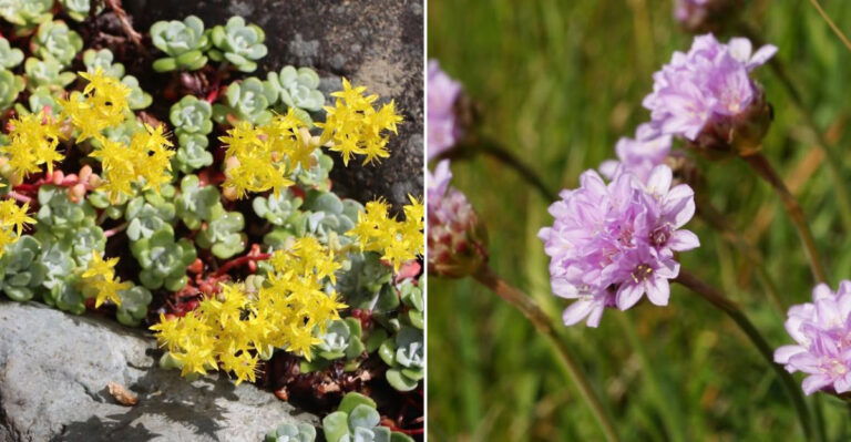 pollinators ground cover
