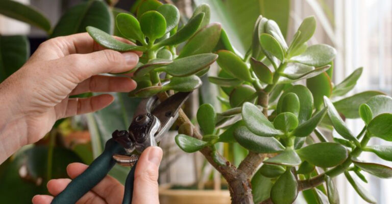 pruning jade plant