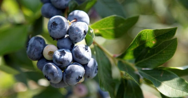 blueberries