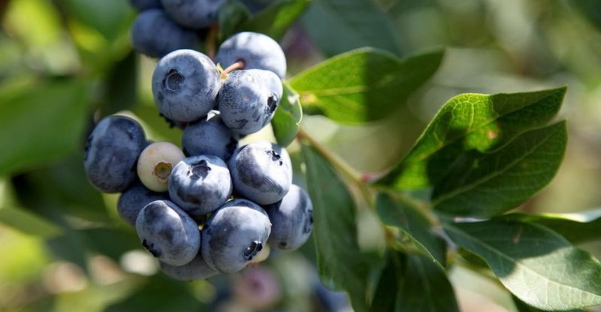 blueberries
