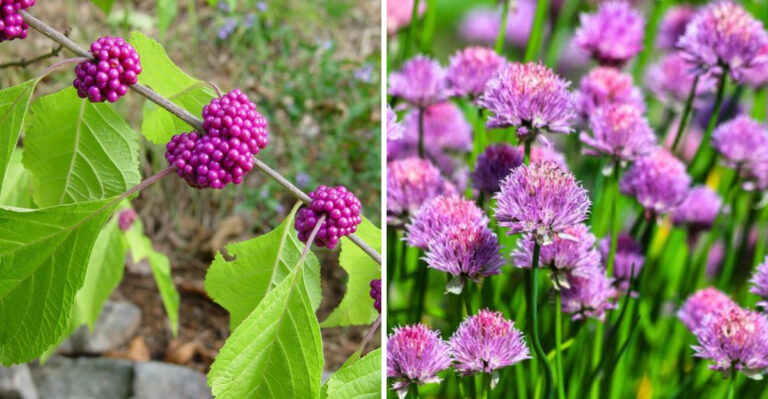 american beautyberry and chives