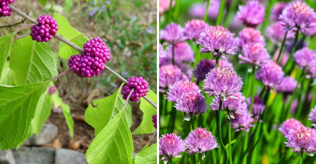 american beautyberry and chives