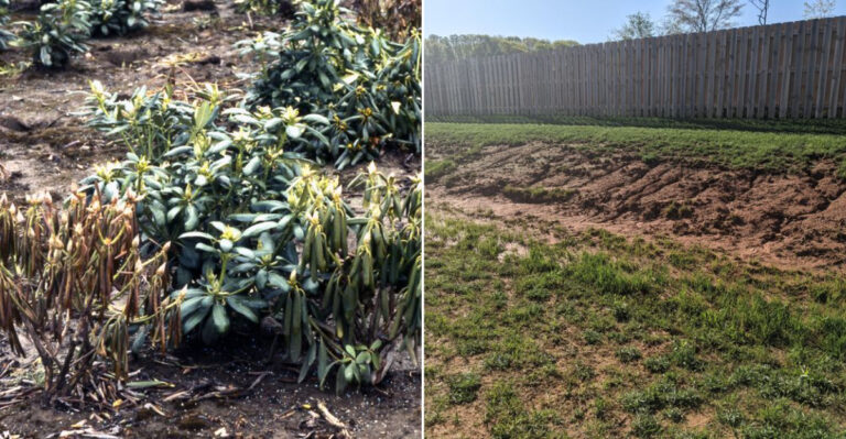 These 7 Rain-Season Problems Are Hitting Oregon Gardens Right Now