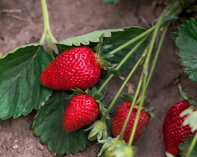 Best Strawberries For Oregon
