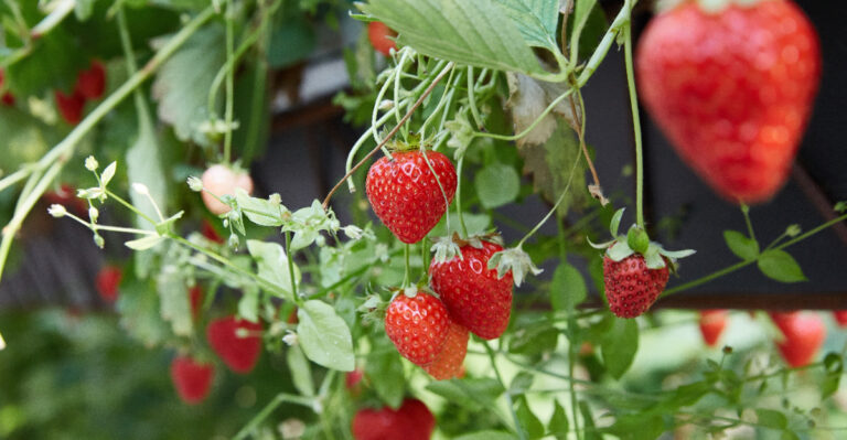 organic strawberries
