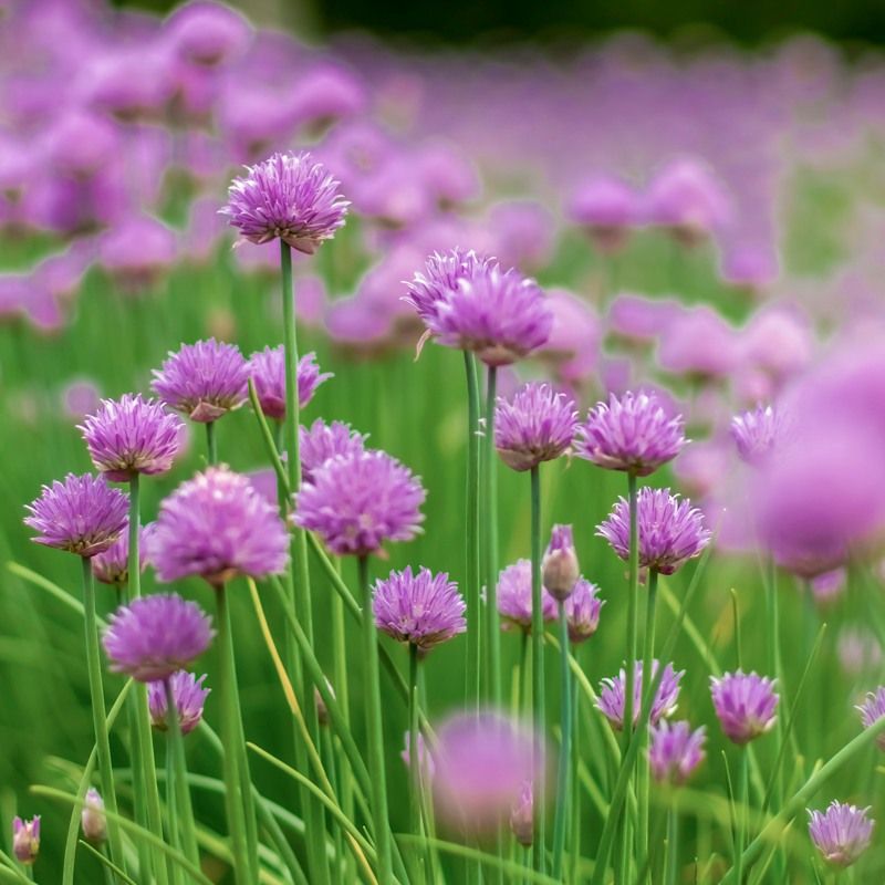 Pick A Spot With Plenty Of Sunlight