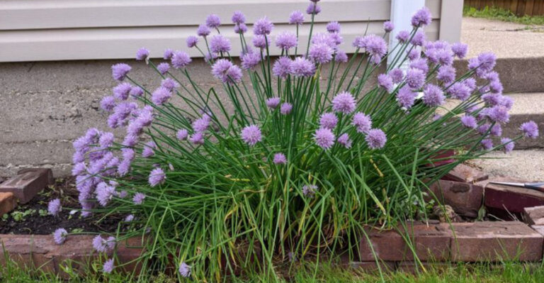 chives